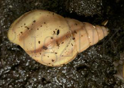 Achatina Fulica Rodatzi C/b