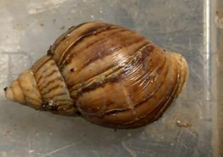 Achatina Immaculata C/b