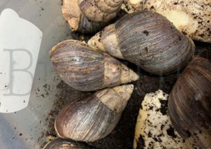 Achatina Immaculata C/b