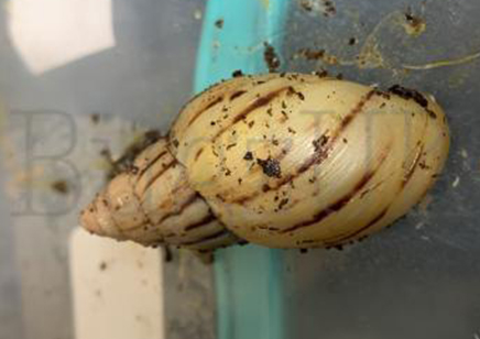 Achatina Zanzibarica C/b