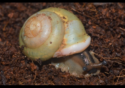 Pleurodonte Isabella Barbados - Barbados Blue Snail (CB by BugzUK)