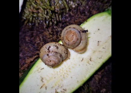 Pleurodonte Isabella Barbados - Barbados Blue Snail (CB by BugzUK)