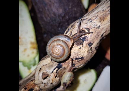 Pleurodonte Isabella Barbados - Barbados Blue Snail (CB by BugzUK)