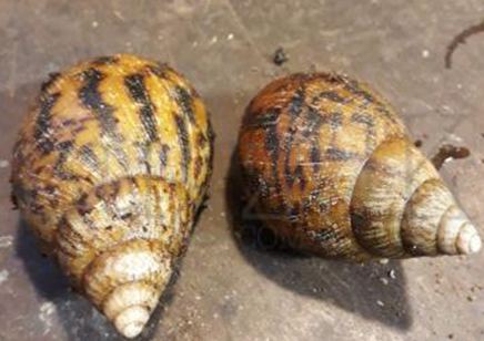 Achatina Achatina white foot