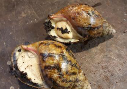 Achatina Achatina white foot