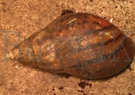 Achatina Achatina black foot