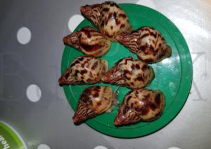 Achatina Albopicta C/b