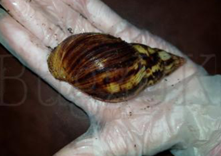 Achatina Albopicta C/b