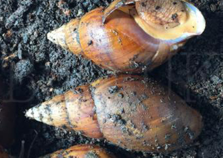 Achatina Balteata Complex Sp 1