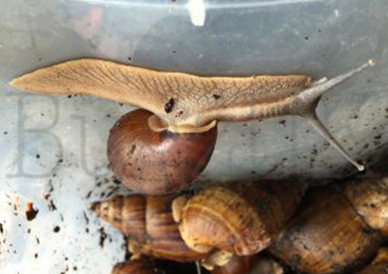 Achatina Balteata Complex Sp 1