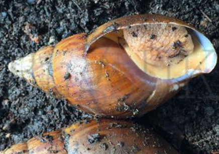 Achatina Balteata Complex Sp 1