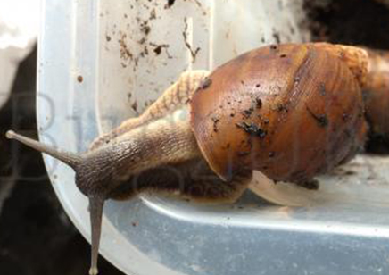 Achatina Balteata Complex Sp 1