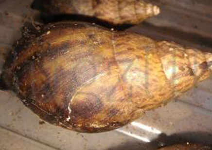 Achatina Bandeirana