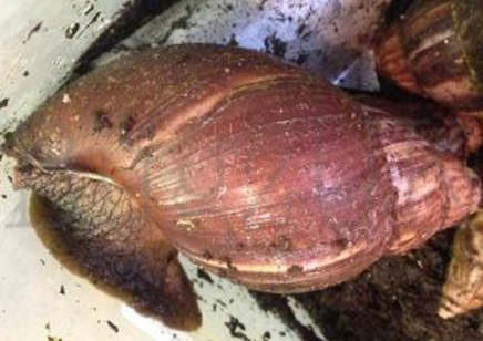 Achatina Fulica W/c