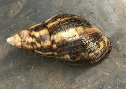 Achatina Fulica W/c