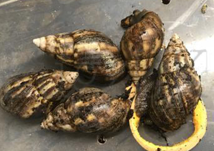 Achatina Fulica W/c