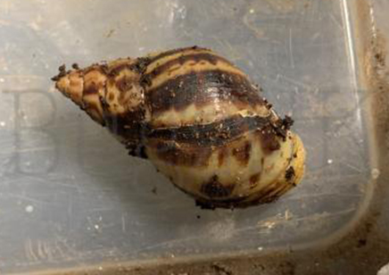 Achatina Reticulata