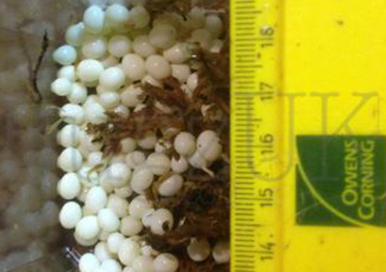 Achatina fulica reticulata Albino..