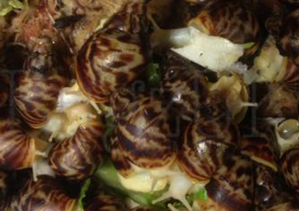 Achatina fulica reticulata Albino..
