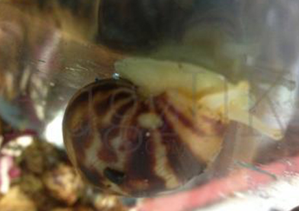 Achatina fulica reticulata Albino..
