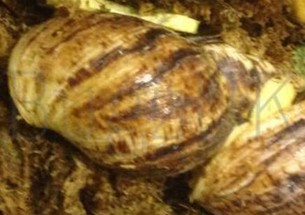Achatina fulica reticulata Albino..