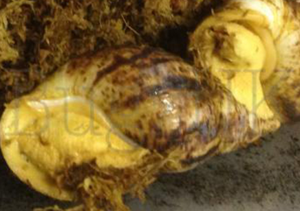 Achatina fulica reticulata Albino..