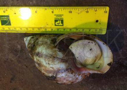Achatina Sp