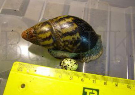 Archachatina Adelinae