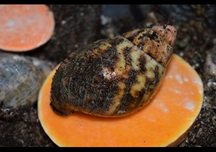 Archachatina Adelinae