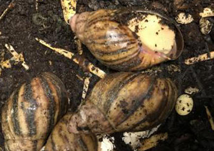 Archachatina Marginata white foot