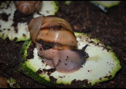 Archachatina Marginata Ovum C/B