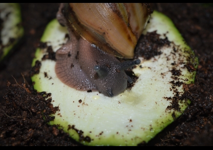 Archachatina Marginata Ovum C/B