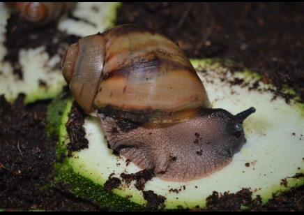 Archachatina Marginata Ovum C/B