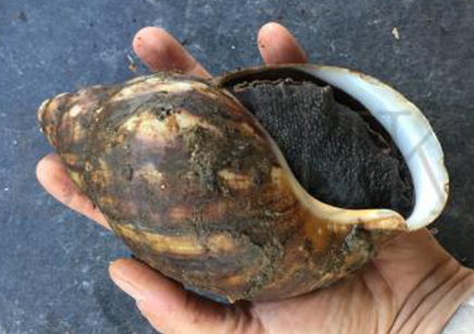 Archachatina Marginata (ovum Extra Extra Large 15+cm)