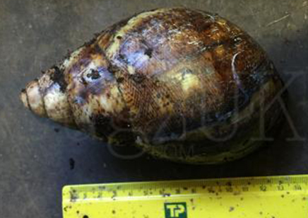 Archachatina Marginata Ovum (Extra Large 12/15cm)... 1 Left