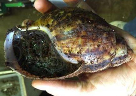 Archachatina Marginata Ovum (Extra Large 12/15cm)... 1 Left