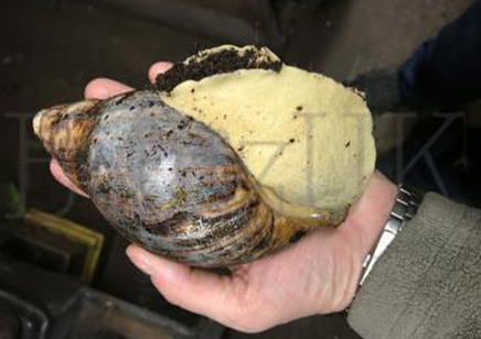 Archachatina Marginata Suturalis (albino Flesh)