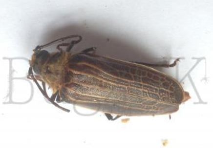 Prionoplus Reticularis