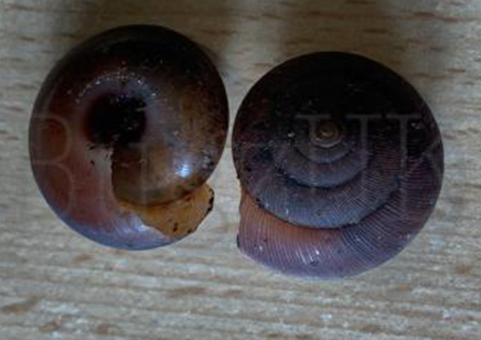 Ariophantidae Sp