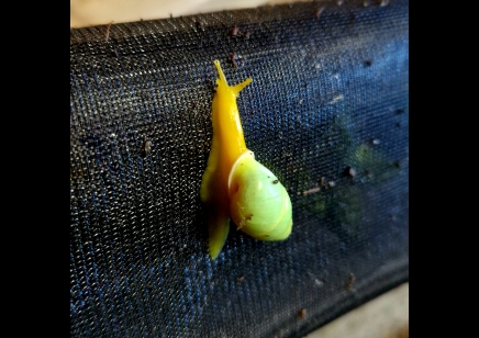 Edentulina martensi - Edentulina Obese Snail *special offer*
