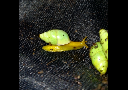 Edentulina martensi - Edentulina Obese Snail *special offer*