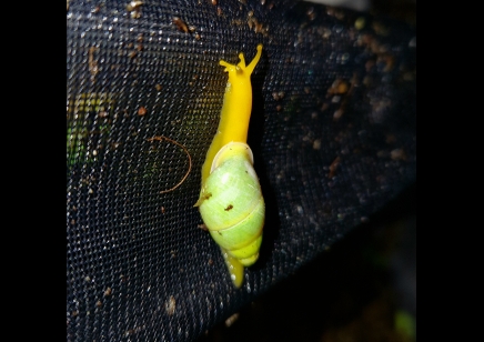 Edentulina martensi - Edentulina Obese Snail *special offer*