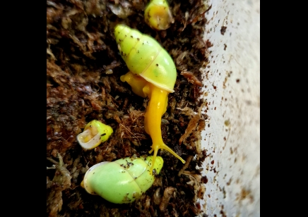 Edentulina martensi - Edentulina Obese Snail *special offer*