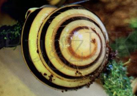 Pleurodonte Marginella