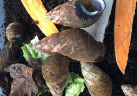 Pseudachatina Cfr Connectens Colorata