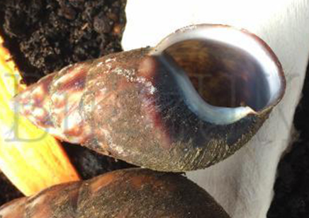 Pseudachatina Cfr Connectens Colorata