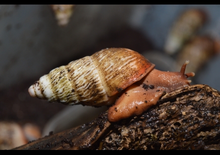 Pseudachatina Connectens