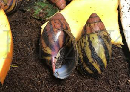 Red Tip Yellow Snail