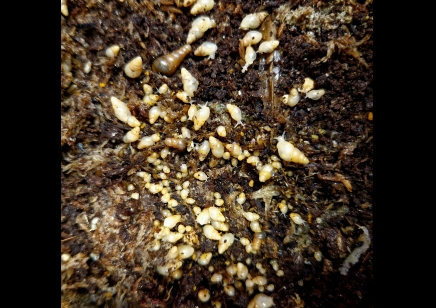 Rumina Decollata babies 0 - 2 cm (C/B by BugzUK)