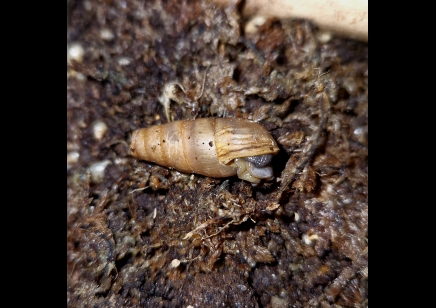 Rumina Decollata babies 0 - 2 cm (C/B by BugzUK)